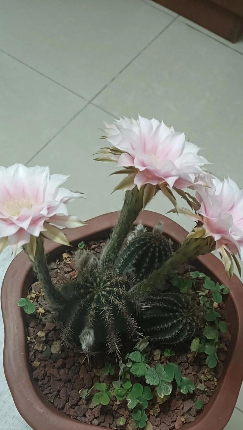 小型仙人球花的种植方法是什么？