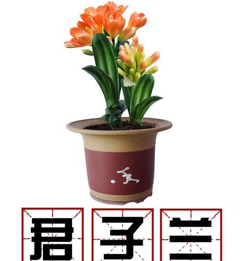 君子兰盆栽勾法有哪些技巧？