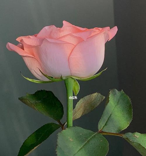 透明玫瑰花品种有哪些？最稀有的透明玫瑰花是什么？