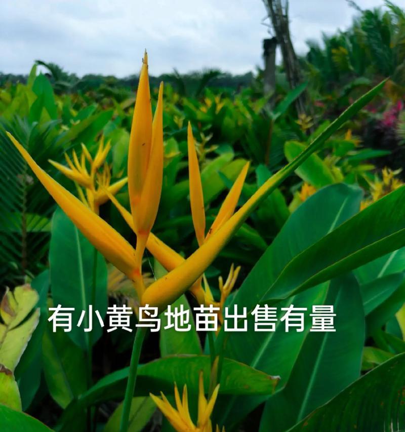牡丹花富贵鸟的养护方法是什么？如何管理才能茁壮成长？