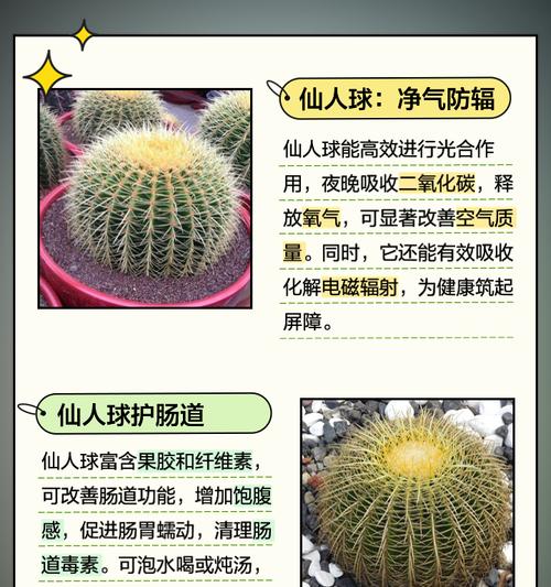 毛绒仙人球开花后如何护理？常见问题解答？