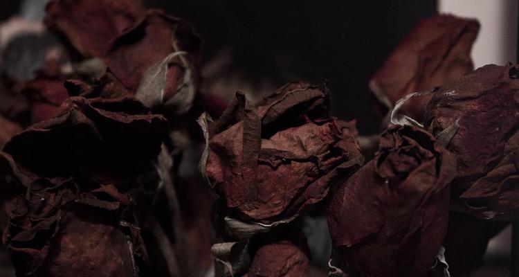 枯萎的玫瑰花干了如何养活？有什么好的方法吗？
