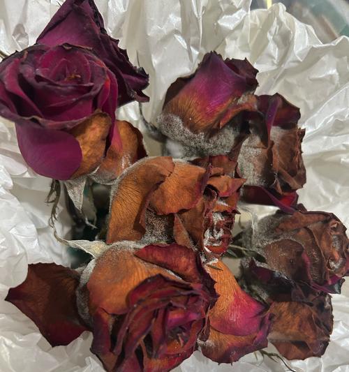 枯萎的玫瑰花干了如何养活？有什么好的方法吗？