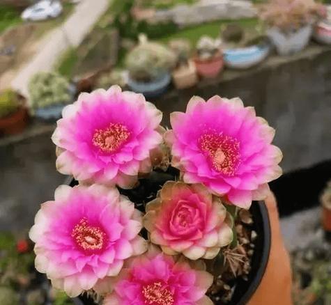 双色花仙人球的种植技巧是什么？