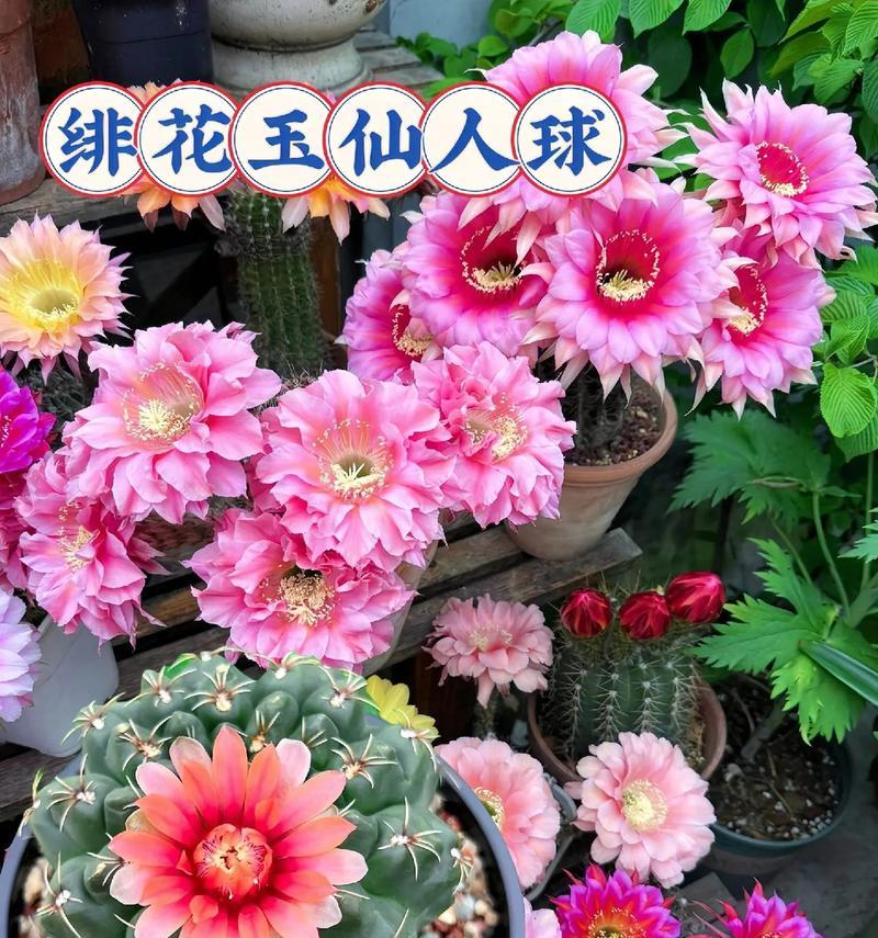 双色花仙人球的种植技巧是什么？