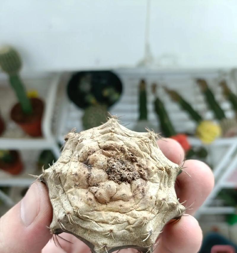 双色花仙人球的种植技巧是什么？