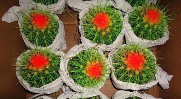 奇异仙人球花盆怎么种植？选择哪种土壤更合适？