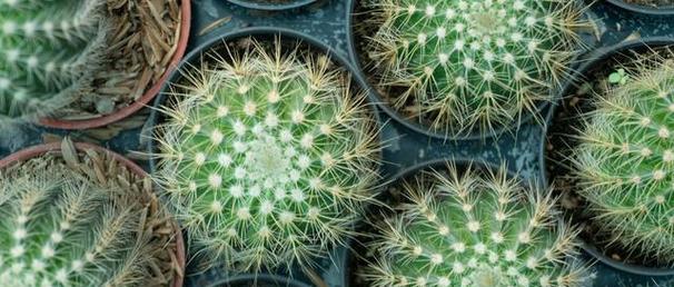 奇异仙人球花盆怎么种植？选择哪种土壤更合适？
