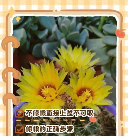 奇异仙人球花盆怎么种植？选择哪种土壤更合适？