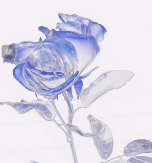 渐变玫瑰花品种中哪一种最昂贵？