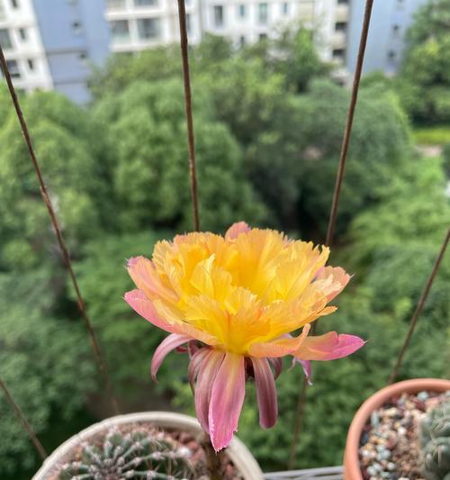仙人球今天开花的原因是什么？