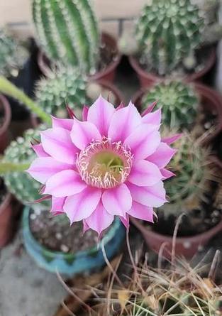 仙人球今天开花的原因是什么？