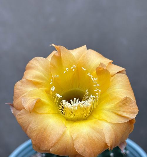 仙人球今天开花的原因是什么？