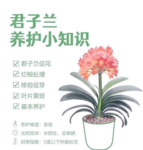 大棵佛光君子兰的养护与管理方法是什么？