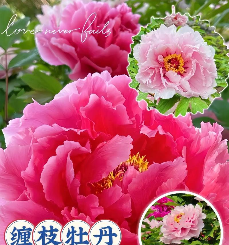 牡丹花修剪的美观技巧有哪些？