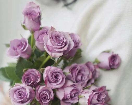 玫瑰花根部的养护方法是什么？如何防止根部腐烂？
