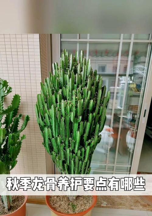 乌梅酱玫瑰花的养护要点是什么？