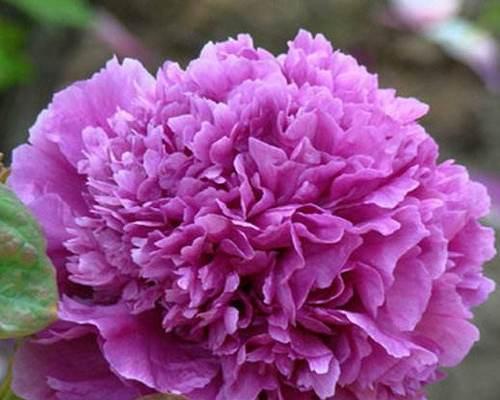 菏泽牡丹花最大品种的特点是什么？