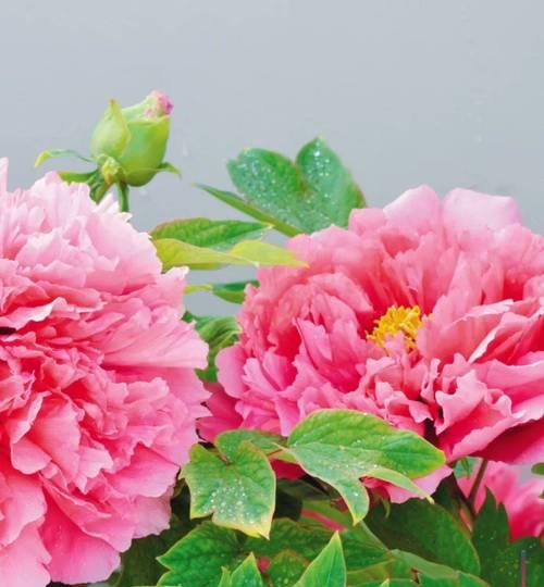 菏泽牡丹花最大品种的特点是什么？
