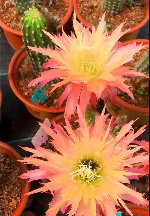粉色大仙人掌花的开花养护技巧是什么？
