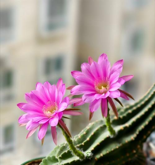 粉色大仙人掌花的开花养护技巧是什么？
