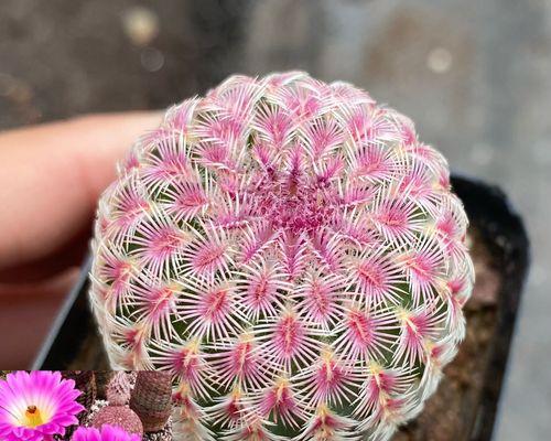 粉色大仙人掌花的开花养护技巧是什么？
