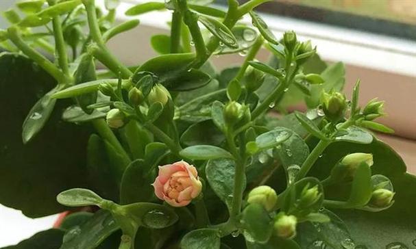大棚种植玫瑰花不开花的原因是什么？