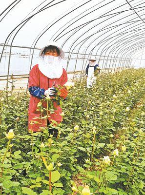 大棚种植玫瑰花不开花的原因是什么？