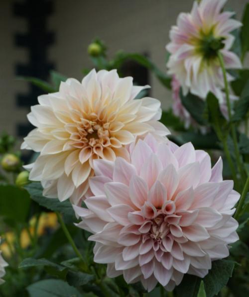 大棚种植玫瑰花不开花的原因是什么？