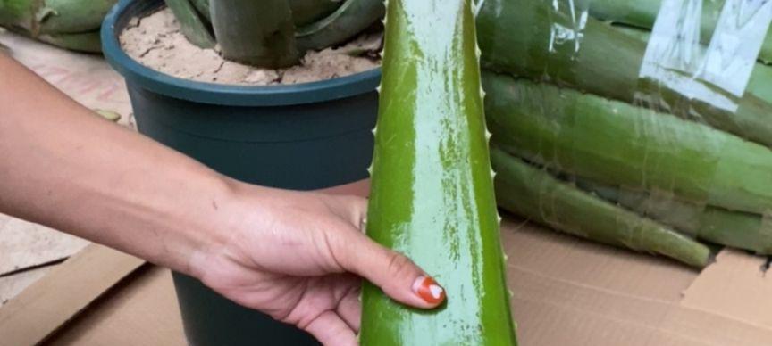 西瓜球室内仙人掌种植技巧？怎样才能茁壮成长？