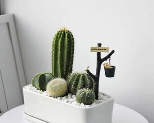 西瓜球室内仙人掌种植技巧？怎样才能茁壮成长？