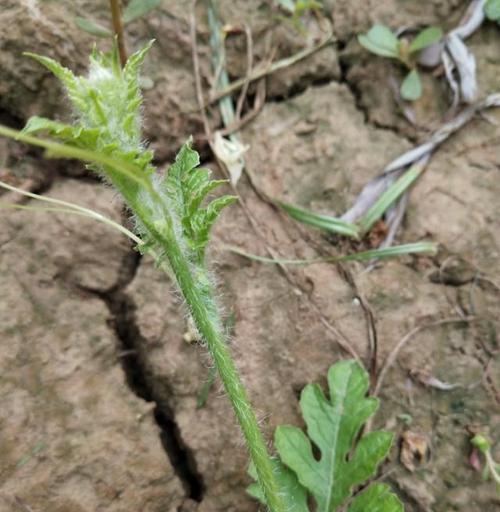西瓜球室内仙人掌种植技巧？怎样才能茁壮成长？