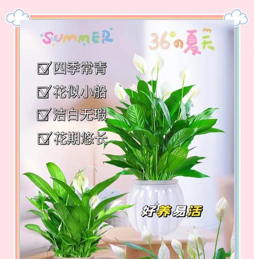 白珊瑚仙人掌的养殖方法是什么？