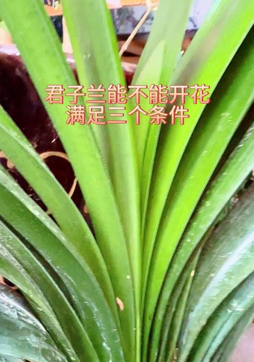 君子兰开花的条件是什么？