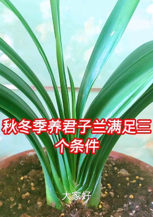 君子兰开花的条件是什么？