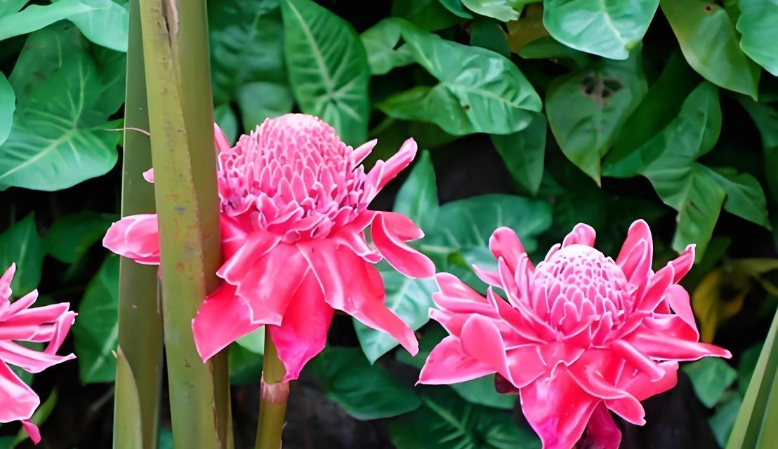 日常玫瑰花的养护方法是什么？