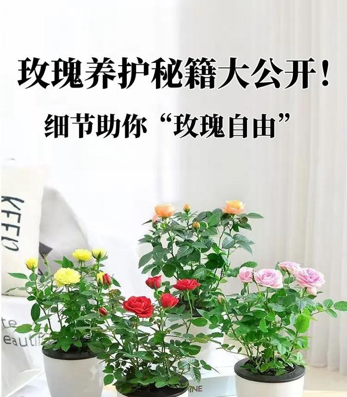 日常玫瑰花的养护方法是什么?