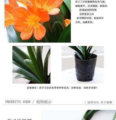 白盆君子兰盆景的养护和浇水方法是什么？