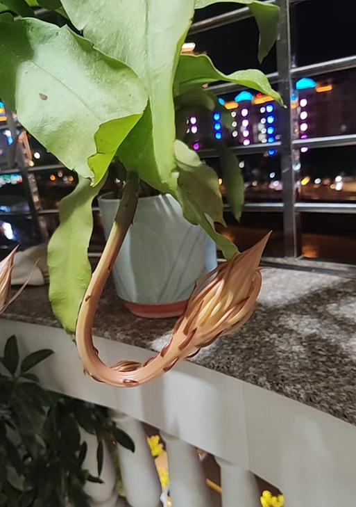 彩草仙人球叶子不生长的原因是什么？