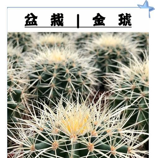 春天仙人球最佳浇水时间是什么时候？如何判断？