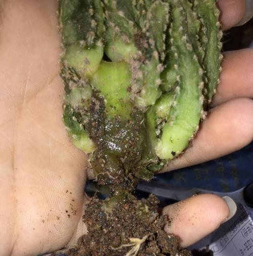 仙人掌顶部处理方法是什么？