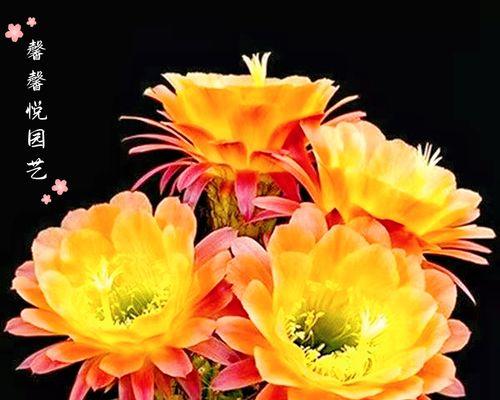 仙人球毛花柱最好看的品种是什么？毛花柱的正确养护方法是什么？
