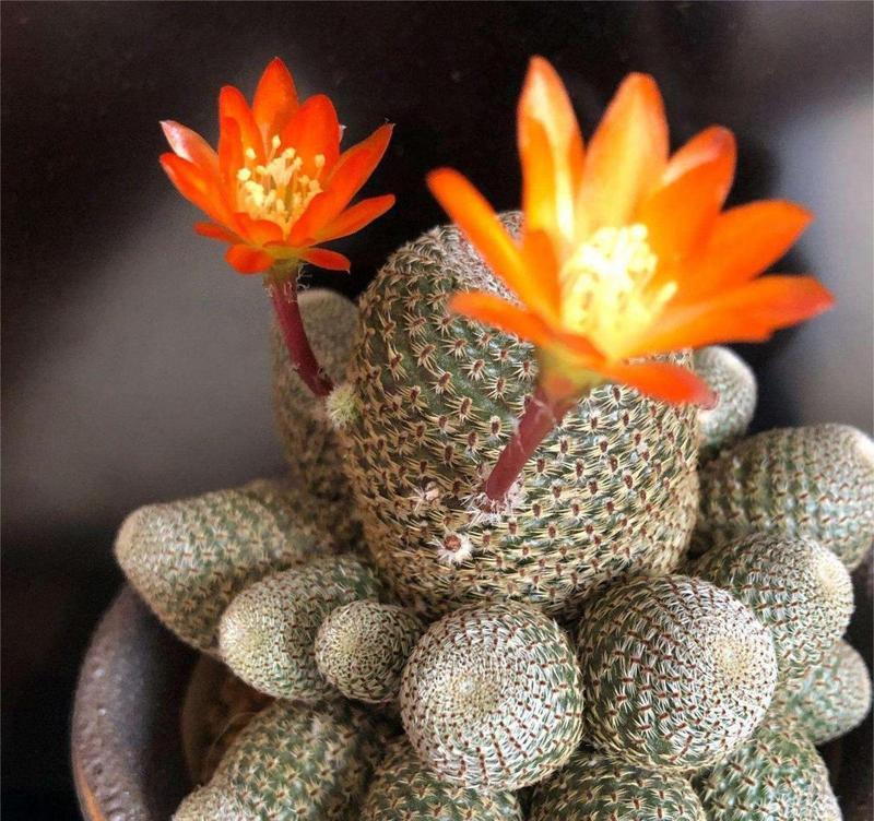 怎样防止仙人球长出侧芽？