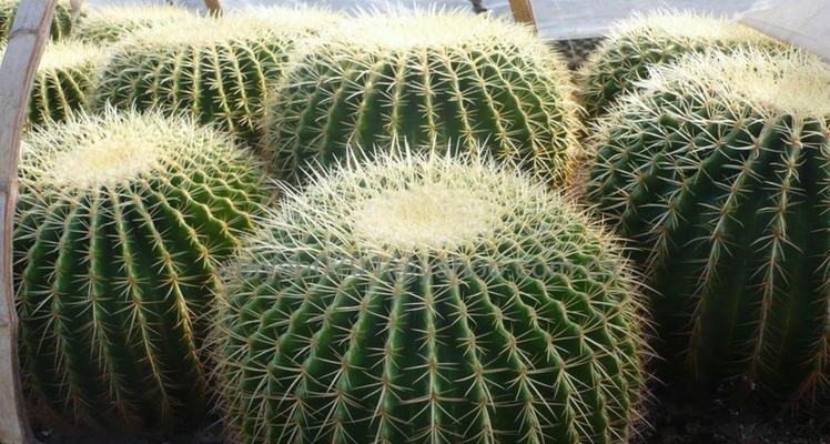 金虎仙人球不开花的解决方法是什么？