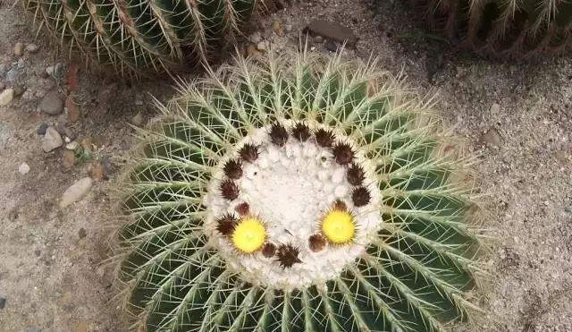 金虎仙人球不开花的解决方法是什么？