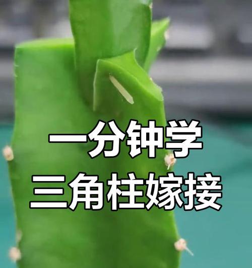 三角麒麟仙人掌修剪方法是什么？