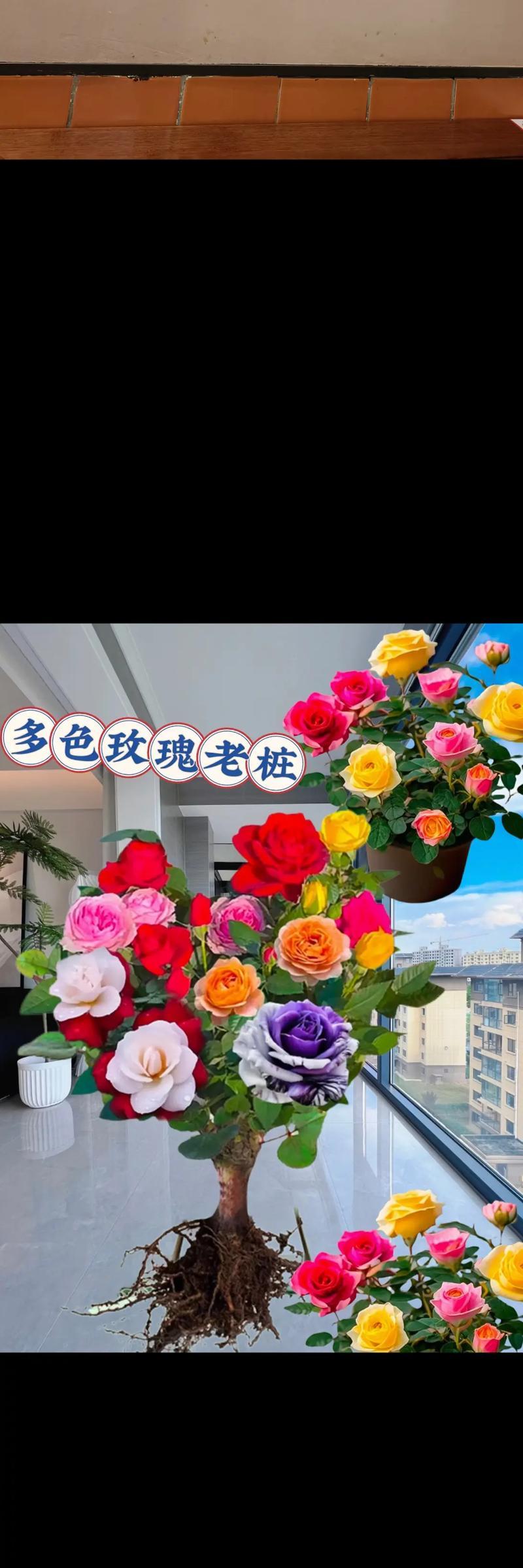月季盆栽玫瑰花的日常养护方法是什么？