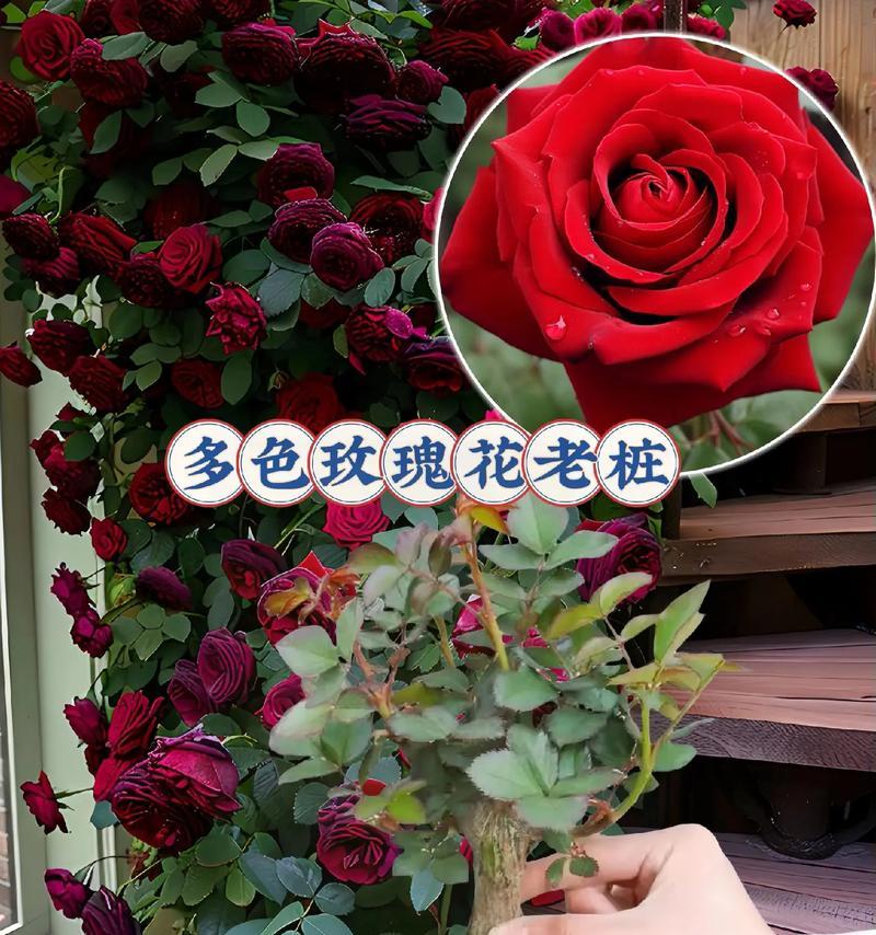 月季盆栽玫瑰花的日常养护方法是什么？