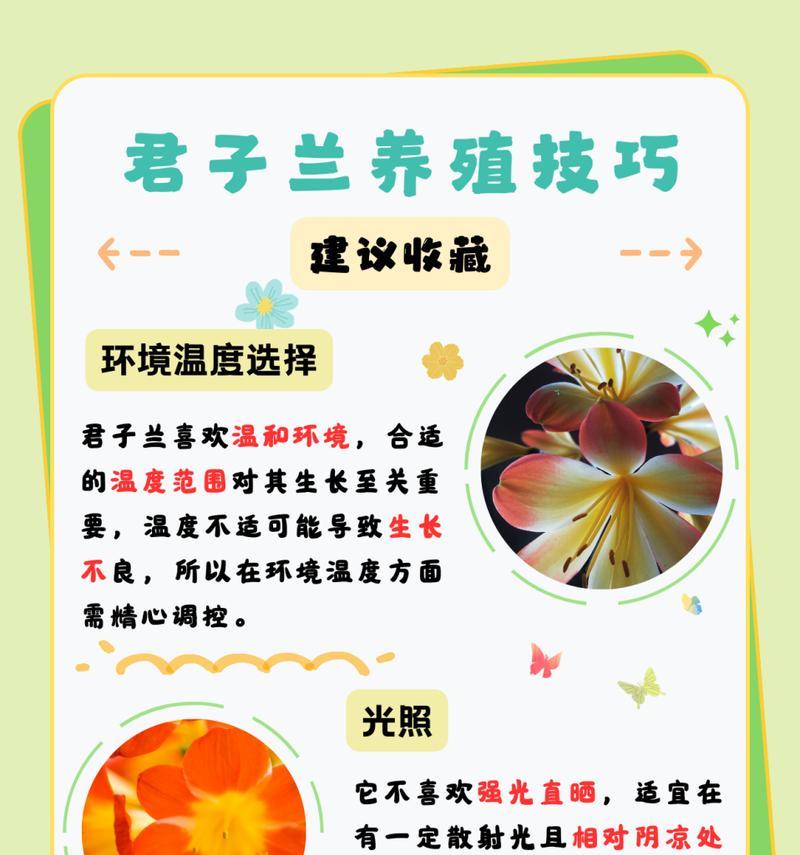 君子兰拿破仑如何养护？管理技巧有哪些？