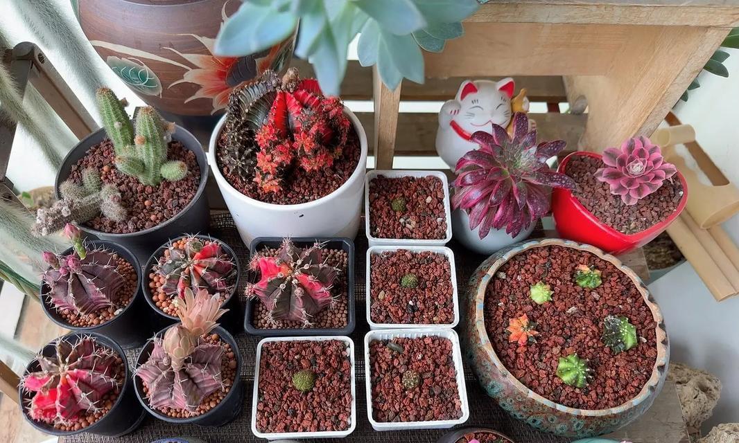 竹炭土种植仙人球的步骤是什么？